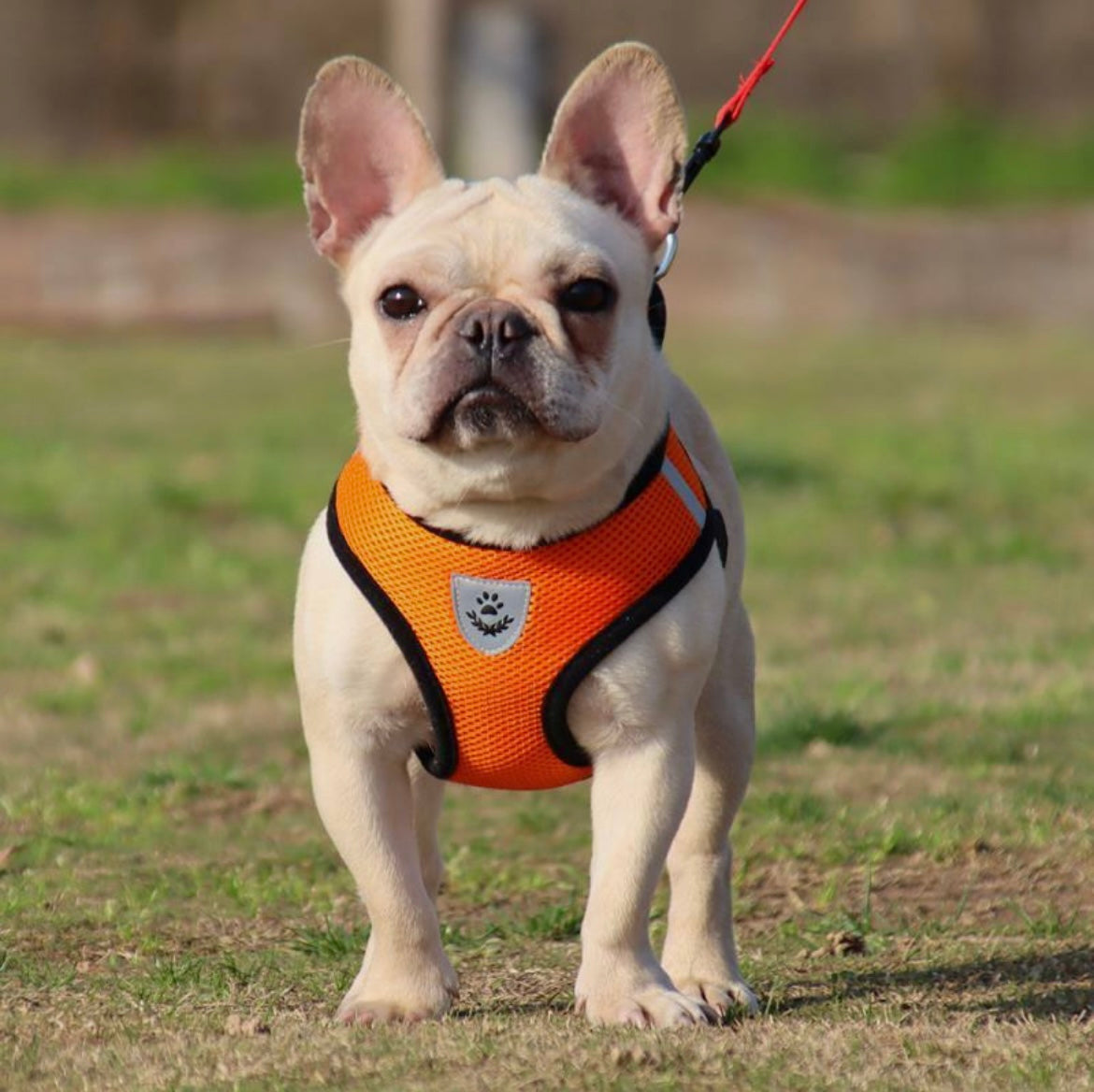 Mesh Harness & Lead